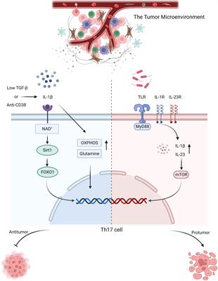 Factors impacting the benefits and pathogenicity of Th17 cells in the tumor microenvironment